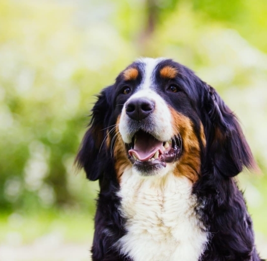 volition-pet-owners-9