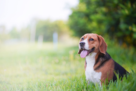 AdobeStock_277629250