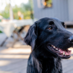 Portrait of a black flat coated retriever on a sunny summer day.