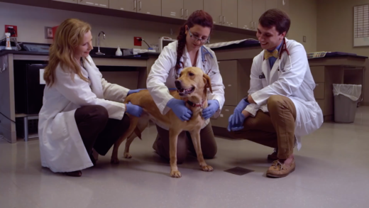 HEATHER-DOG-TEXAS-A&M