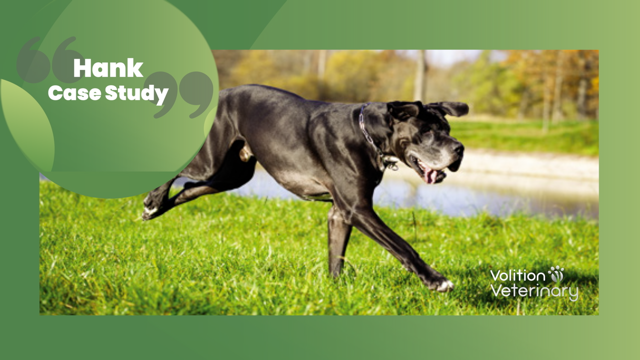 LOW-RES-HANK-CASE-STUDY-THUMBNAIL-1