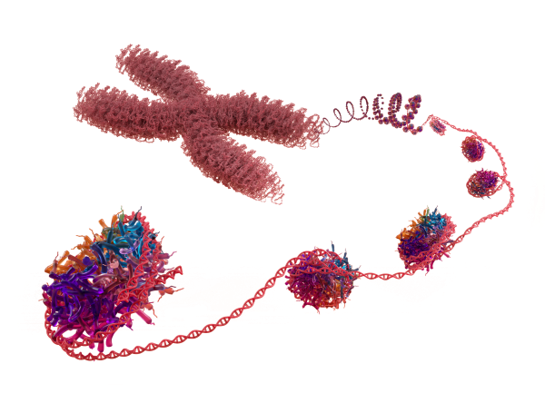 nuclesome for rapid epigenetic profiling