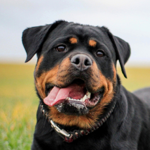 Rottweiler (1)