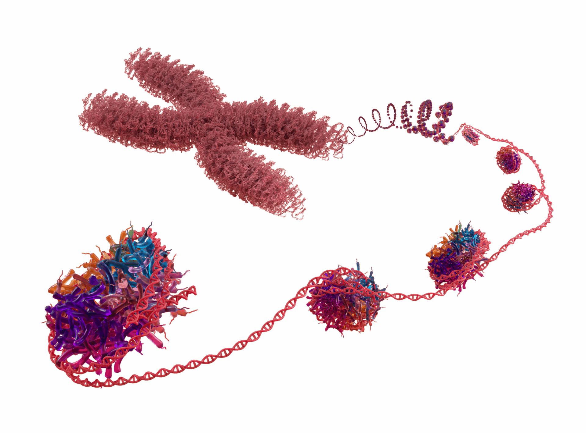 Volition_Nucleosome_Illustration_Cut_Out