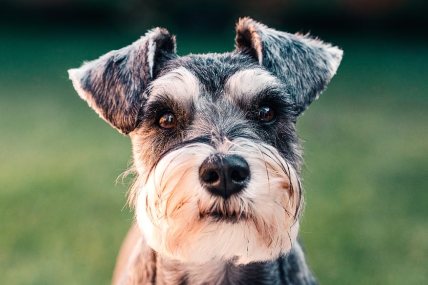sebastian-coman-travel-JgKfmp9uq9w-unsplash