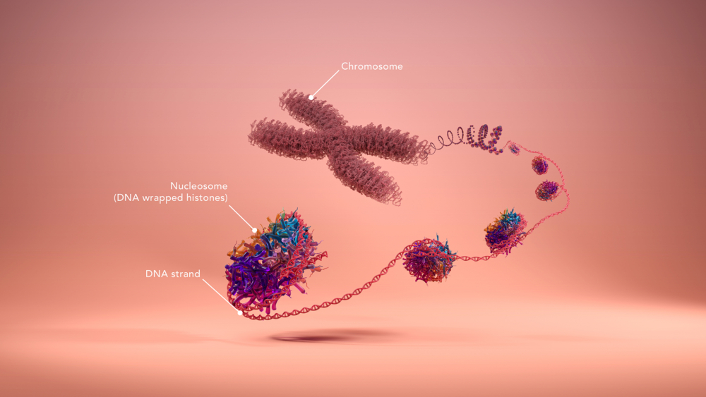 annotated nucleosome