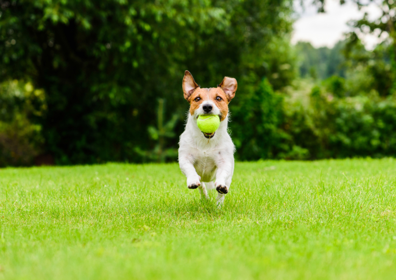 Happy dog actively playing fetch game outdoor on sunny day