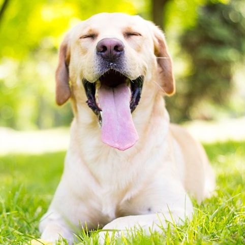 Golden Retriever in the park