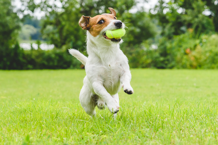 terrier with tennis ball