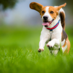 Beagle dog running on a meadow