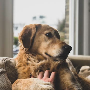 Retriever - jack-brind-rmvG_oHzCNA-unsplash