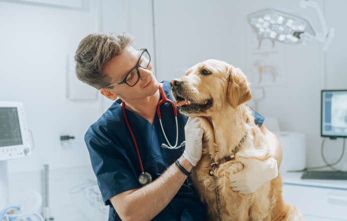Young Handsome Veterinarian Petting a Noble Golden Retriever Dog. Healthy Pet on a Check Up Visit in Modern Veterinary Clinic with a Professional Caring Doctor