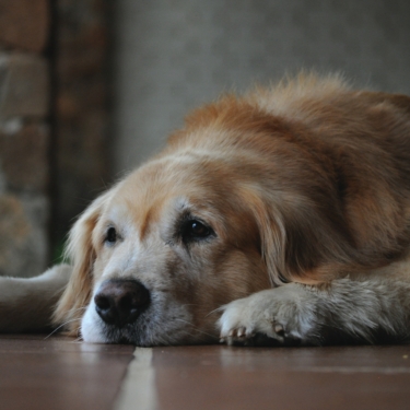 Golden retriever 4