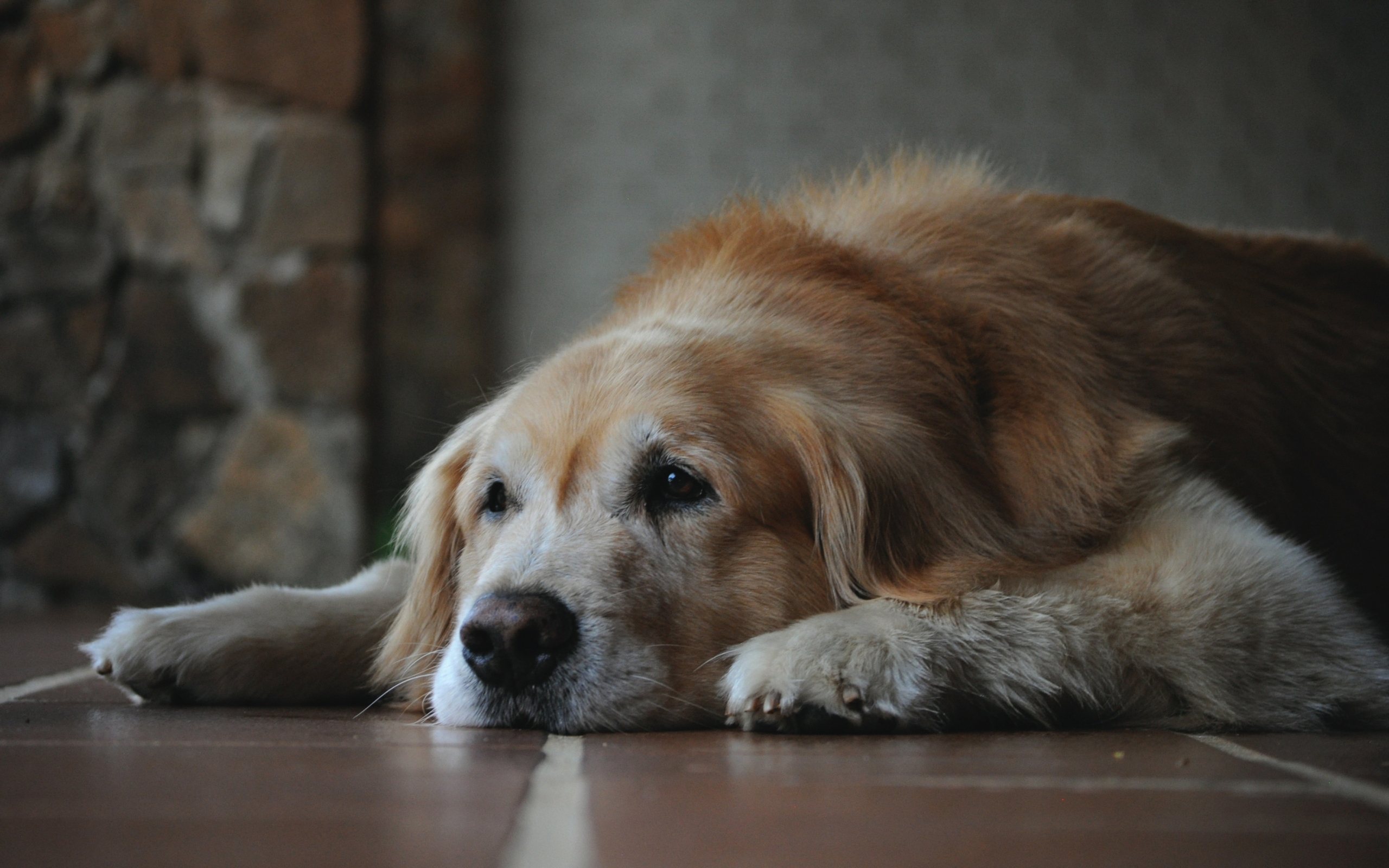 Golden retriever 4