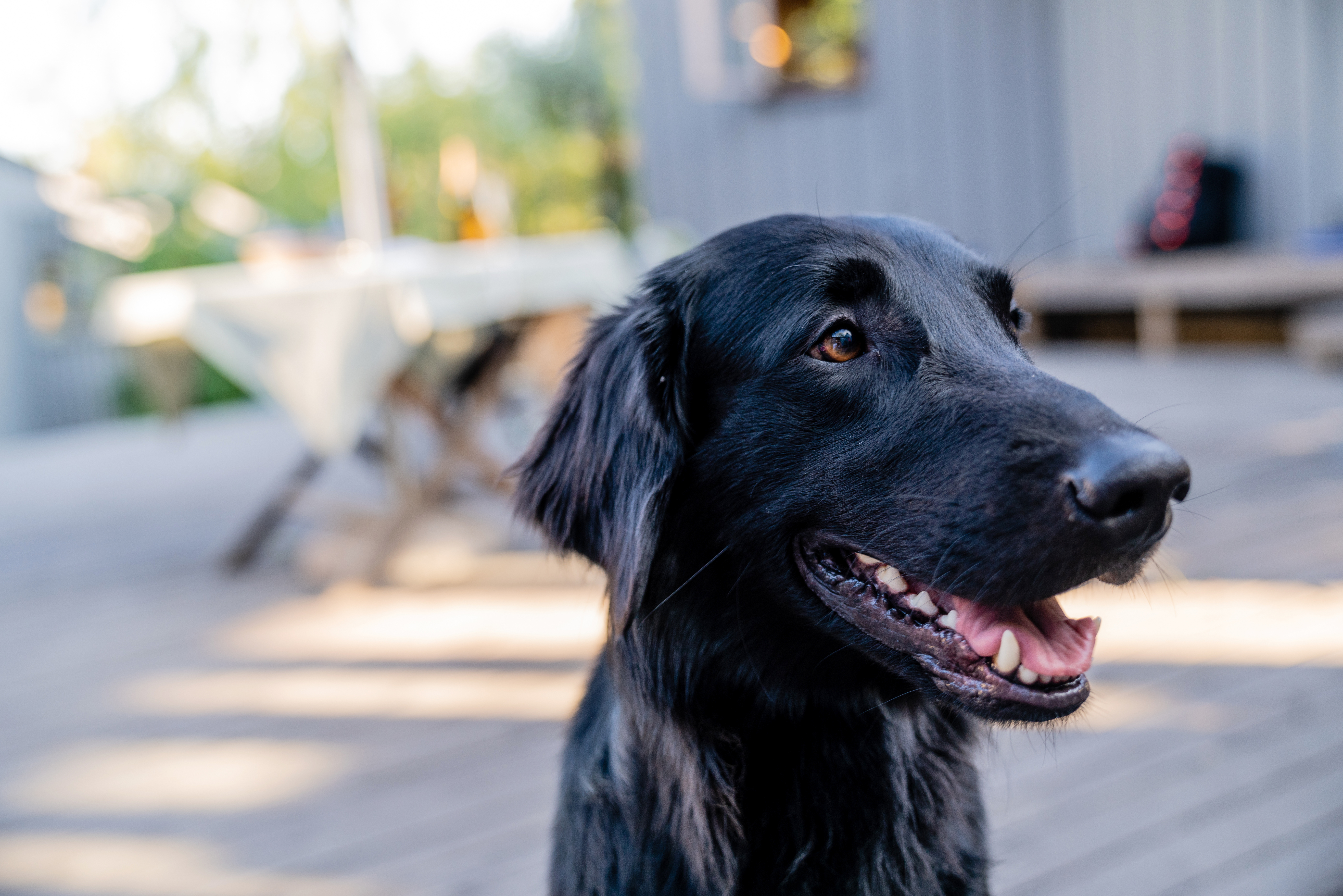 Portrait of a black flat coated retriever on a sunny summer day.